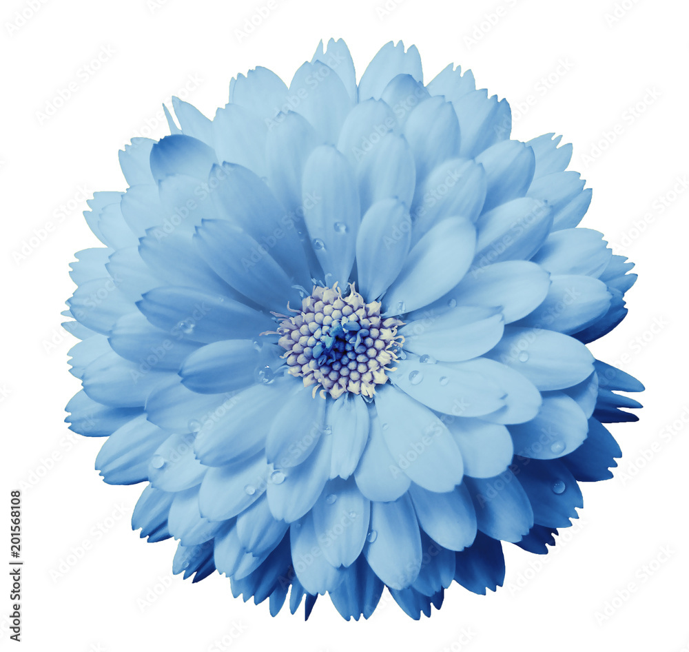 Calendula flower light blue with dew on a white isolated background with clipping path. Closeup. Nature..