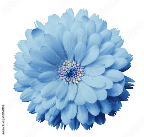Print op canvas Calendula flower light blue with dew on a white isolated background with clipping path