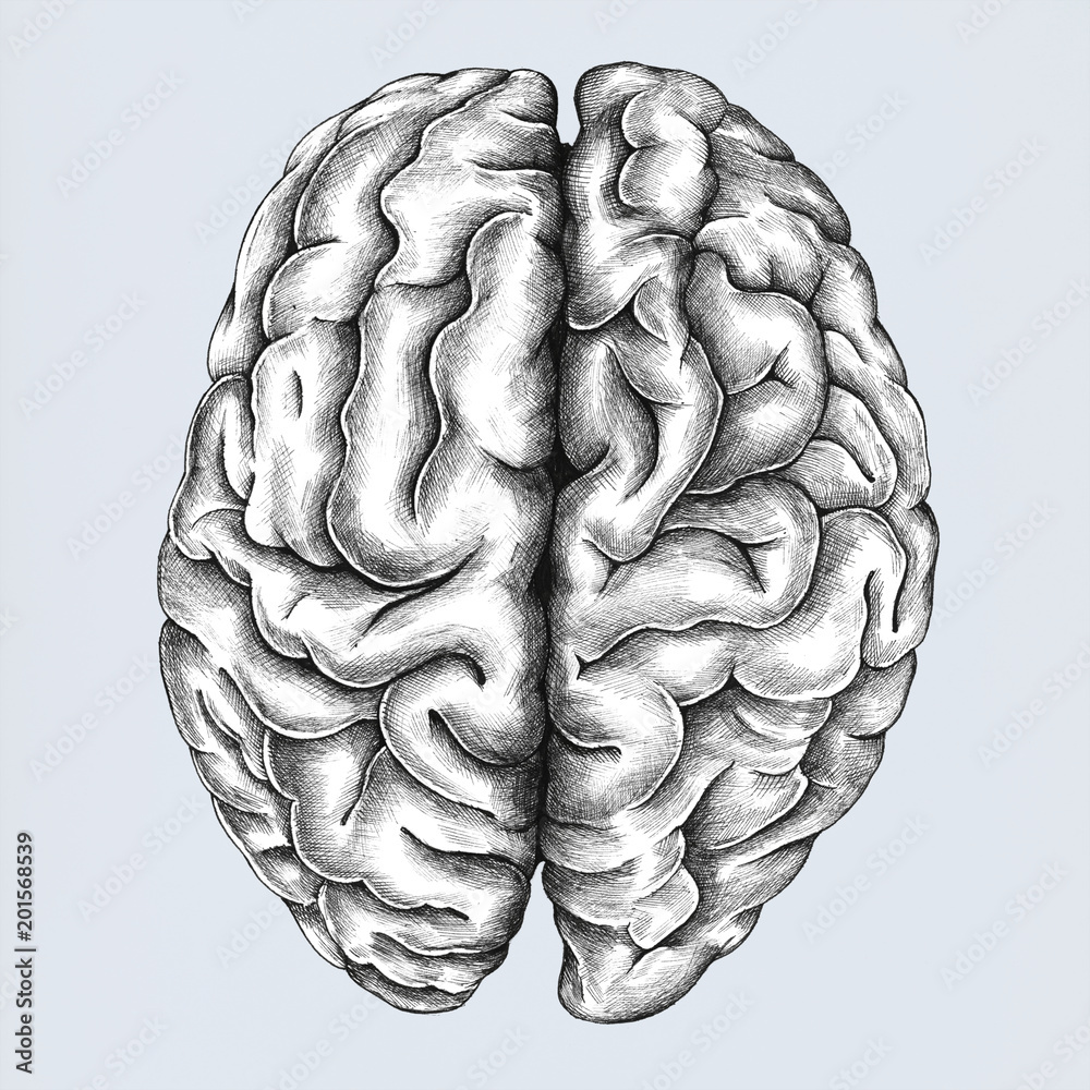 Naklejka premium Hand drawn brain isolated on background