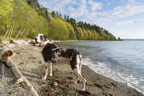 Great Dane dog on the Beach near Seattle 