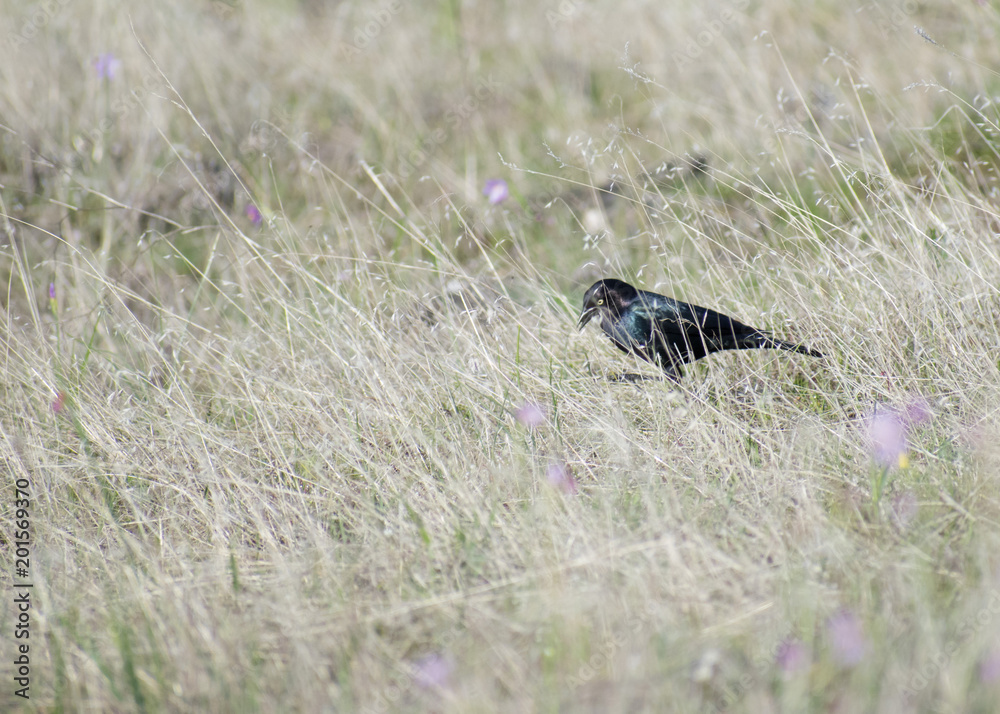 Fototapeta premium Blue Bird Searching