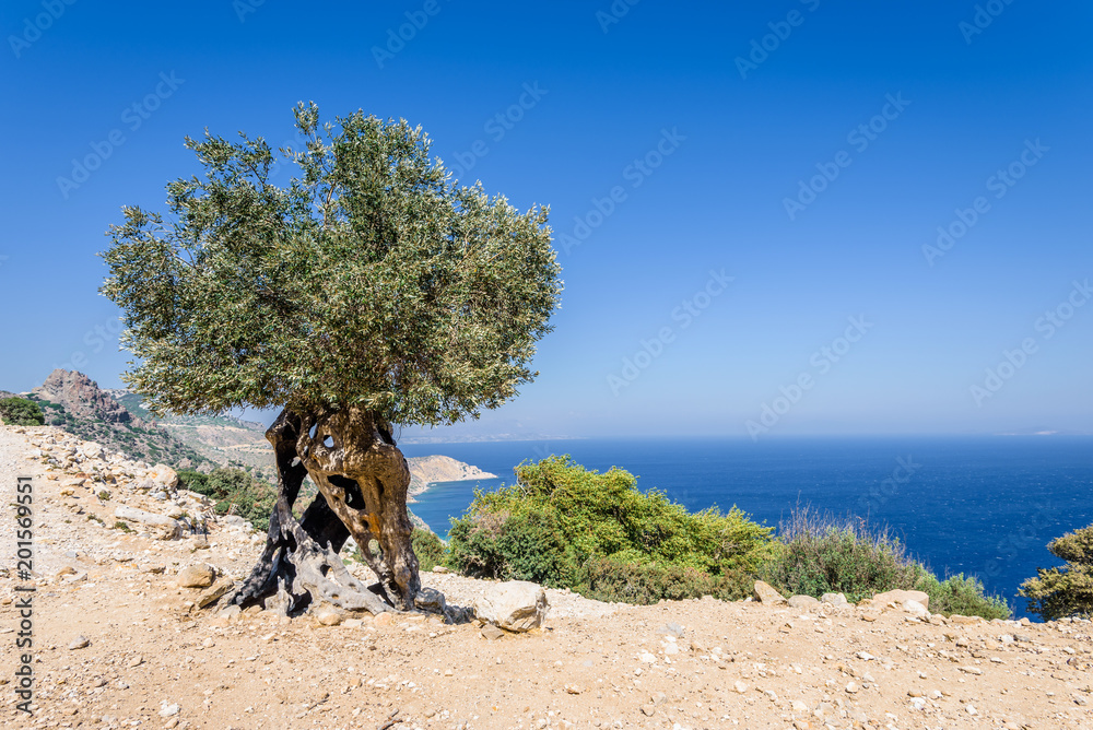 Ancient olive tree with hollow trunk, on a mountain with a sunny view to the blue Aegean Sea in the background on a warm hot summer day on holiday vacations, Kos Island, Greece