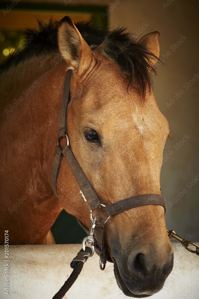 Obraz premium Beautiful red horse in farm