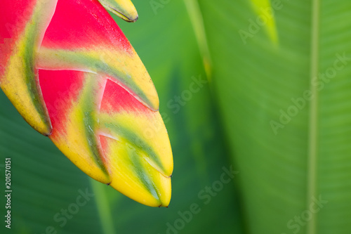 Red Heliconia flower. photo