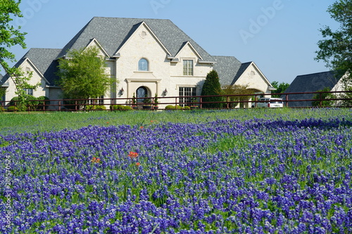 Countryside home with Texas Bluebonnet wildflowers blooming during spring time