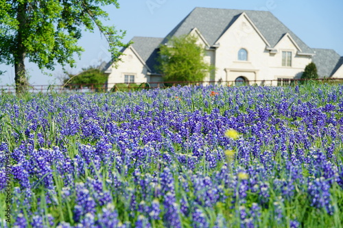 Countryside home with Texas Bluebonnet wildflowers blooming during spring time