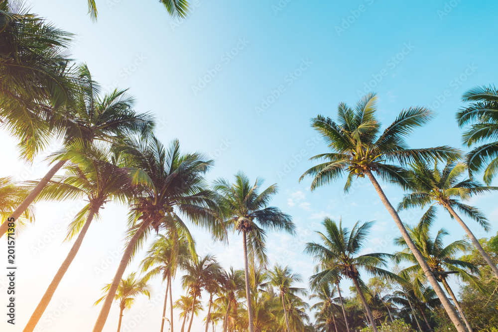 Vintage nature background - coconut palm tree on tropical beach blue sky with sunlight of morning in summer, uprisen angle. vintage instagram filter