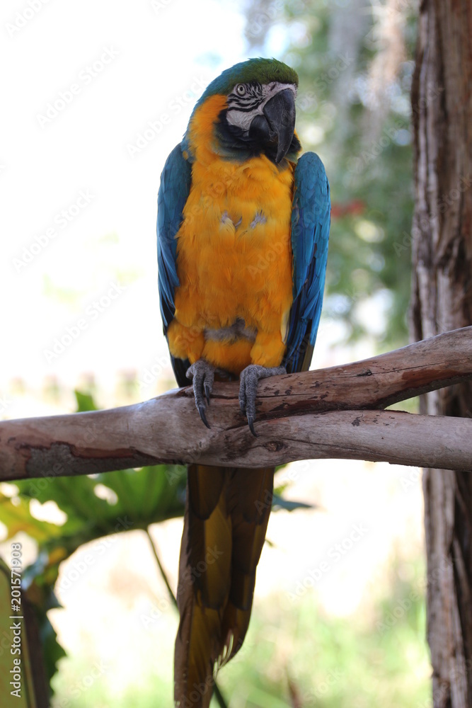 Blue and Gold Macaw / Exotic Bird Blue and Gold Macaw / Exotic Bird