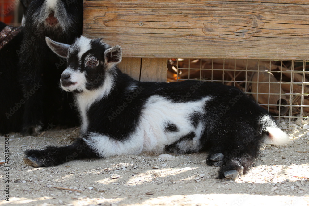 Fototapeta premium Relaxing Goat 