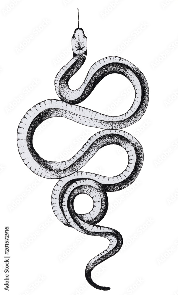 Ink crooked snake Ink crooked snake