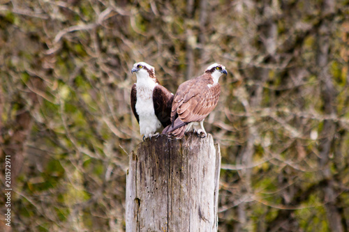 Ospreys Perched on a Piling