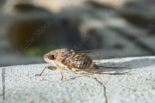 Cicada on gray concrete wall   Tropical Insects of Asia  
