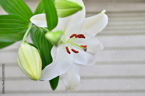 Fototapeta Naklejka Na Ścianę i Meble -  white lily flower and bud