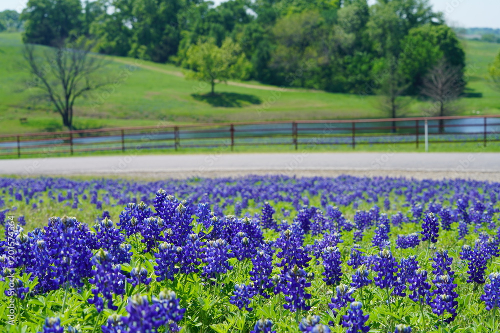 Countryside view of Bluebonnet Trails in North Texas Countryside view of Bluebonnet Trails in North Texas