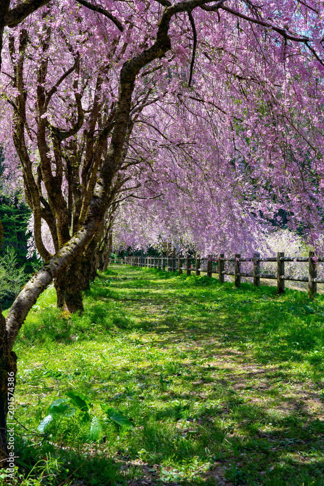 Fototapeta premium 満開のしだれ桜
