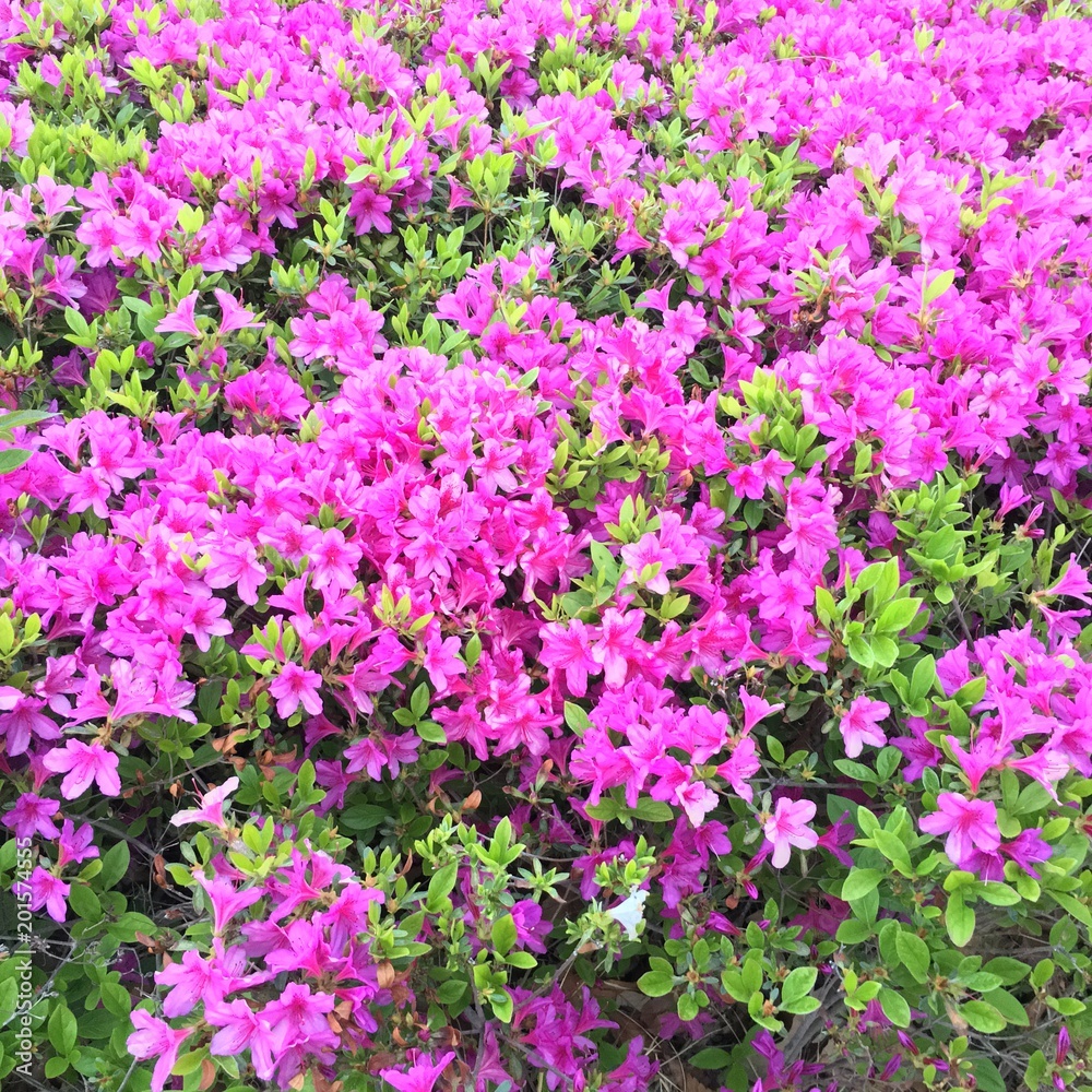 purple color flowers purple color flowers