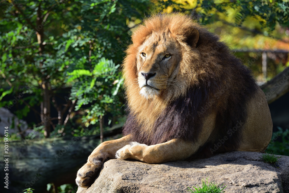 Naklejka premium Männlicher Löwe im Zoo