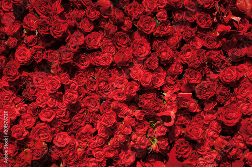 Festive pattern of red roses.