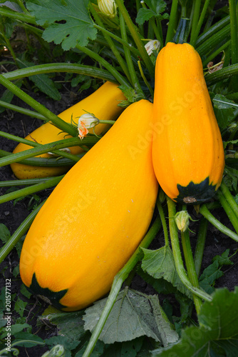 Yellow zucchini in the garden on a summer day.