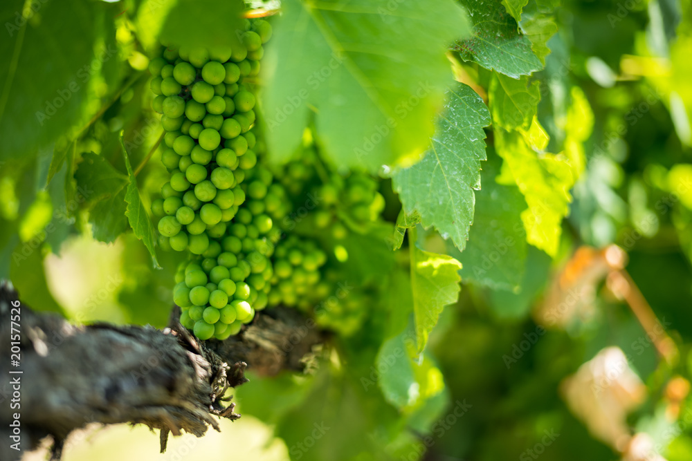 Grapes in a vineyard in the Yarra Valley wine region Grapes in a vineyard in the Yarra Valley wine region