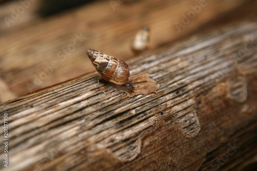 Tiny Snail © Andy Waugh