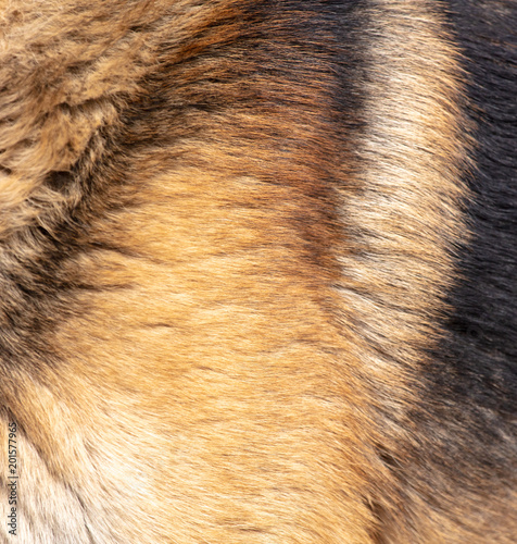 Fur in the dog as an abstract background