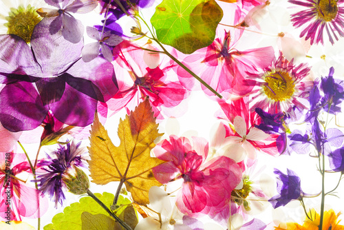Fototapeta kolorowe suszone kwiaty