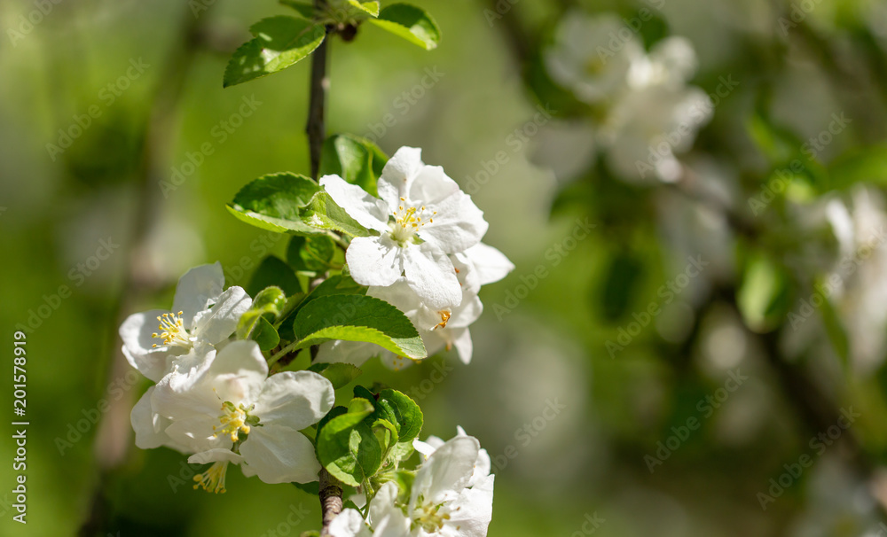 Flowers on a branch of an apple tree in spring Flowers on a branch of an apple tree in spring
