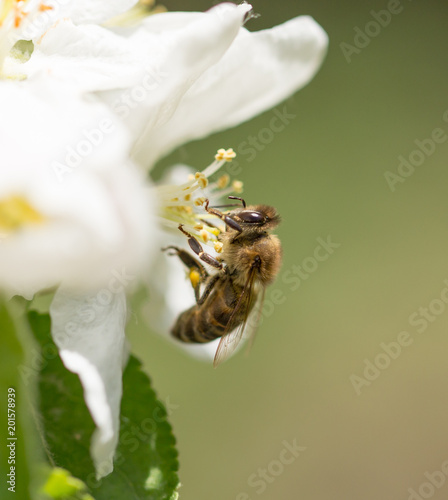 Bee on a flower of a tree in the spring photo