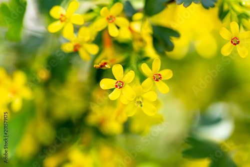 Little yellow flowers on the plant