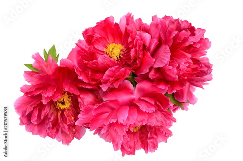 Fototapeta Naklejka Na Ścianę i Meble -  牡丹の花