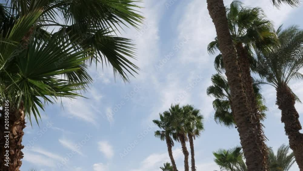 Palm trees against the blue sky with floating clouds. Timelapse. Palm trees against the blue sky with floating clouds. Timelapse.