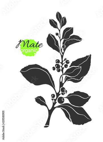 Vector silhouette of mate branch, berry