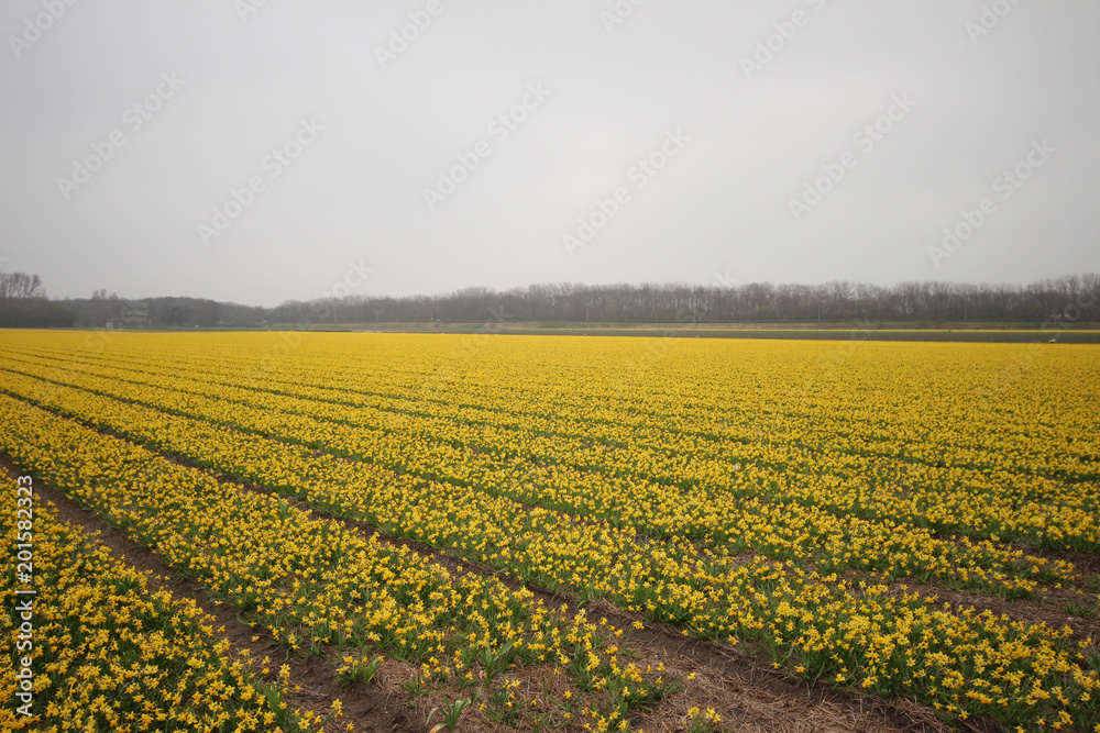 Daffodils in a field in the area of Lisse close to the Keukenhof, famous about the colorful fields during spring in the Netherlands