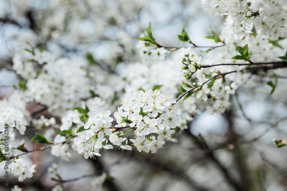 Cherry blossom flowers tree closeup in spring season Cherry blossom flowers tree closeup in spring season