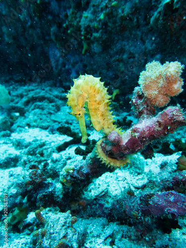 Yellow Seahorse hanging on red coral underwater.
