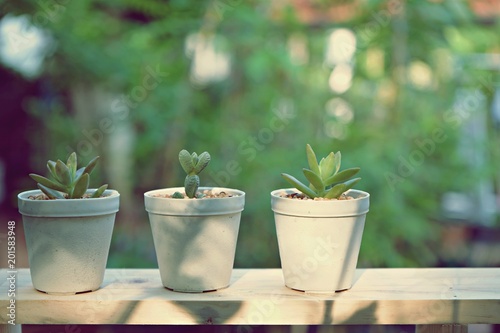 Small succulent pot plants decorative on wood window with morning warm light