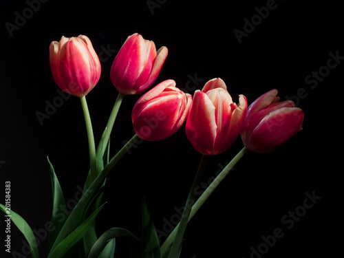 Pink Tulips Isolated on Black