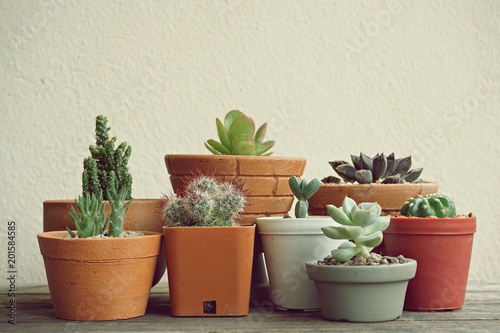 Various little succulent pot plants collection on vintage wood table with free space background