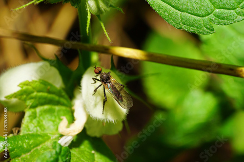 Macro flies of the family of the Heleomyzidae green on leaf photo