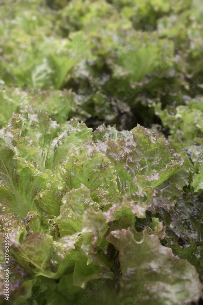 Fresh green lettuce salad leaves in home garden Fresh green lettuce salad leaves in home garden