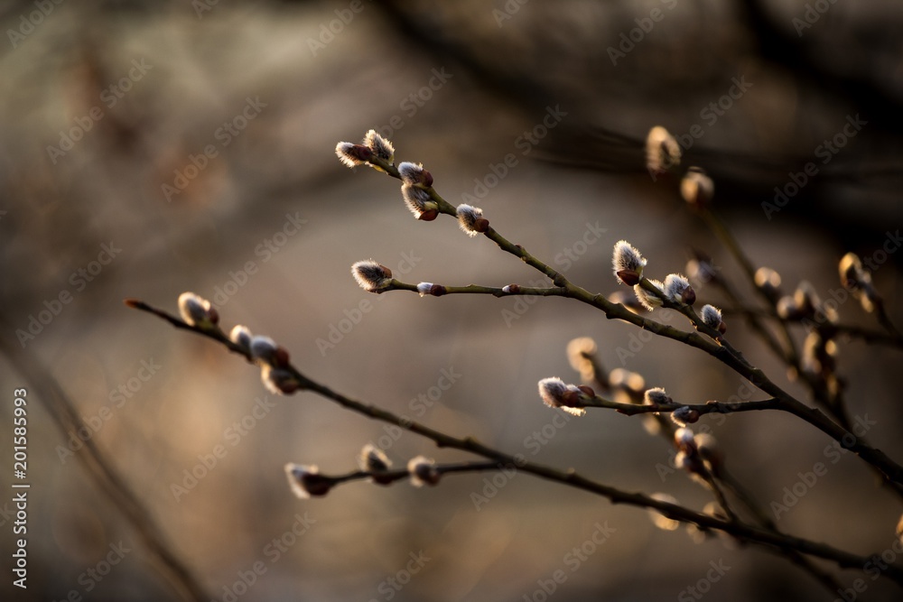 Obraz premium Early spring awakening
