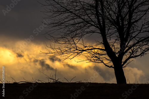 Old tree in backlight