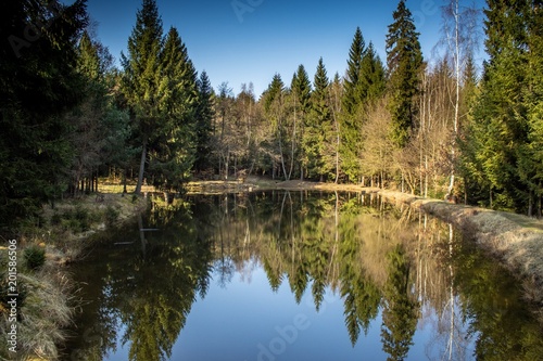 Pond in the woods