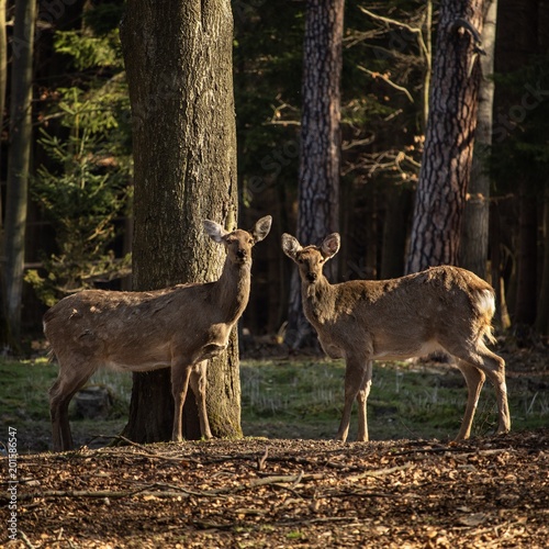 Animals in the woods