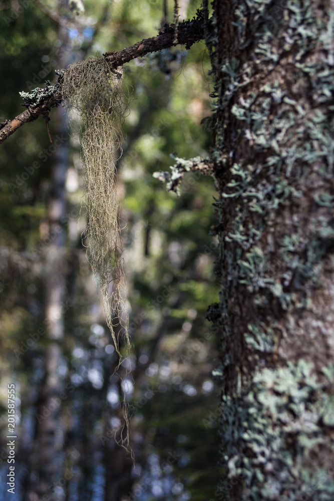 Obraz premium Usnea dasypoga