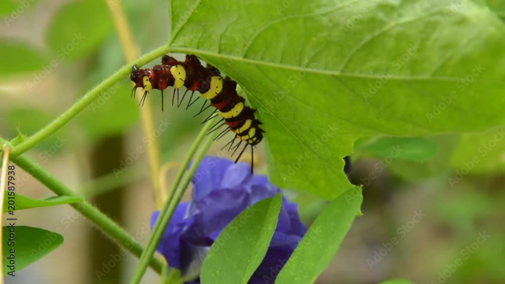caterpillar climbing and feeding on butterfly pea branch in garden caterpillar climbing and feeding on butterfly pea branch in garden