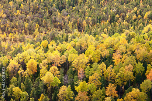 Top view of autumn forest © Vladimir Melnikov