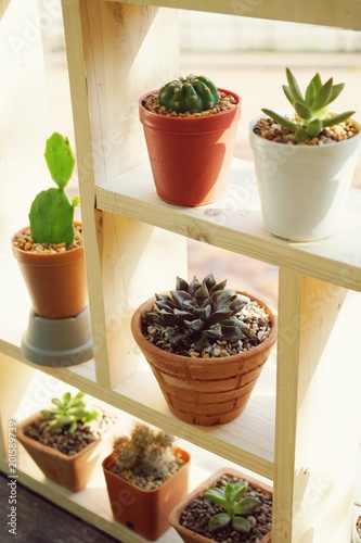 Small succulent pot plants decorative on wood window with morning warm light, echeveria, haworthia, cactus