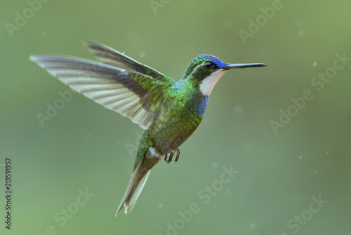 Variable Mountain-gem - Lampornis castaneoventris, beautiful colorful hummingbird from Central America forests, Costa Rica.